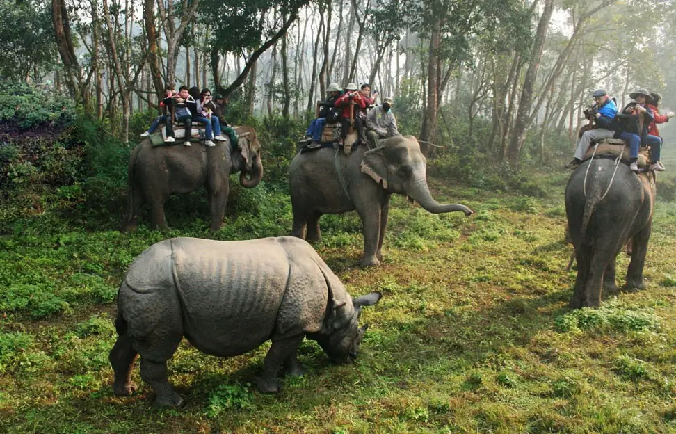 Two elephants carrying tourists while a rhinoceros grazes nearby in Chitwan National Park.