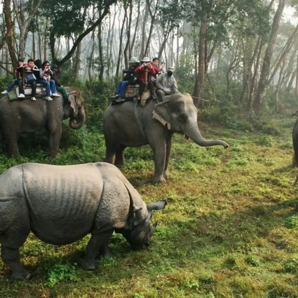 Two elephants carrying tourists while a rhinoceros grazes nearby in Chitwan National Park.